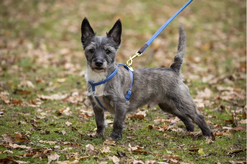 Digby and Fox Rolled Leather Dog Harness in Royal Blue-1